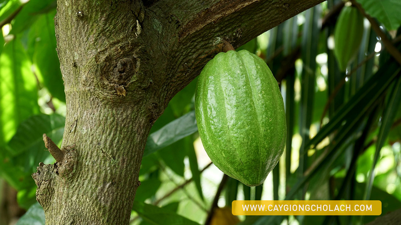 CaCao caosan CaygiongChoLach NguyenVanBinh