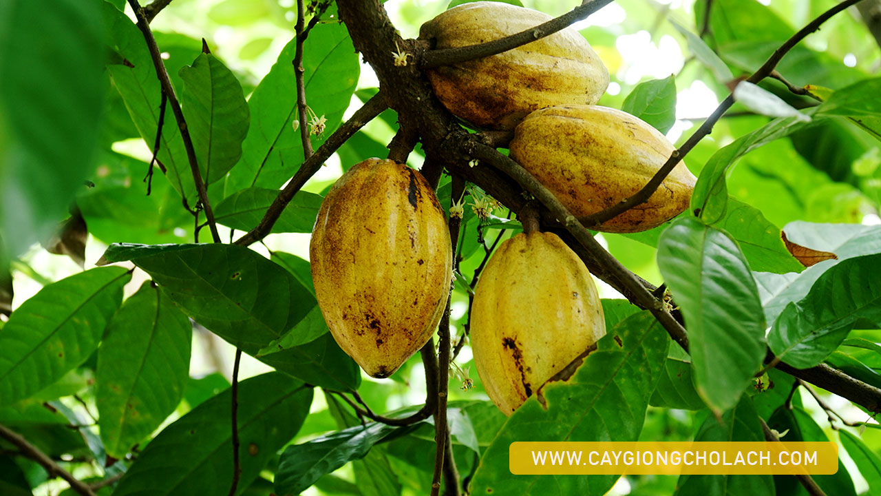 Cacao CaygiongChoLach NguyenVanBinh