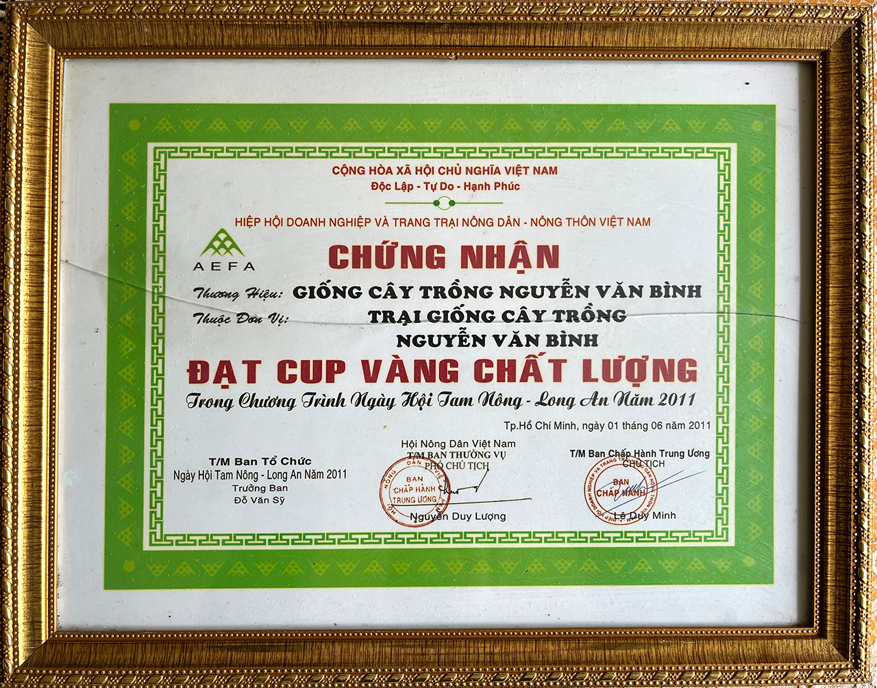 cupvang ChatLuong NguyenVanBinh